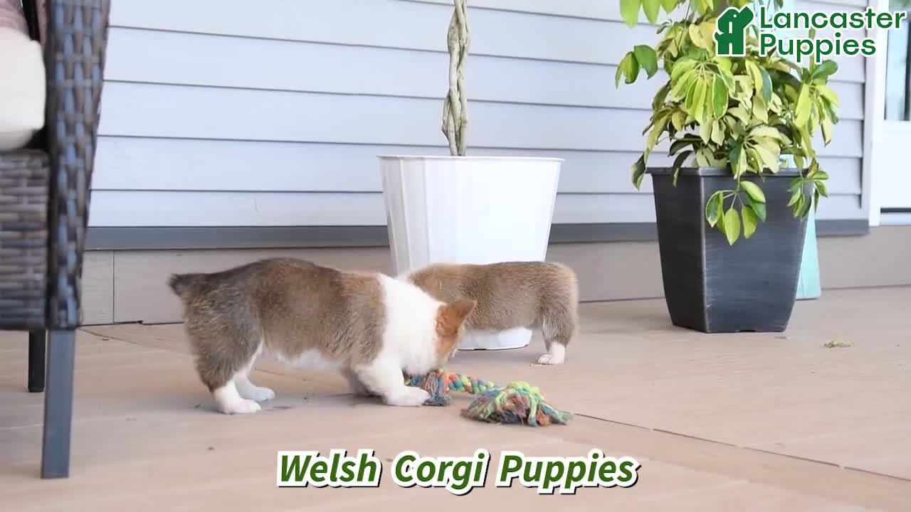 Welsh Corgi Pembroke dogs for sale: Mocha - Video 1