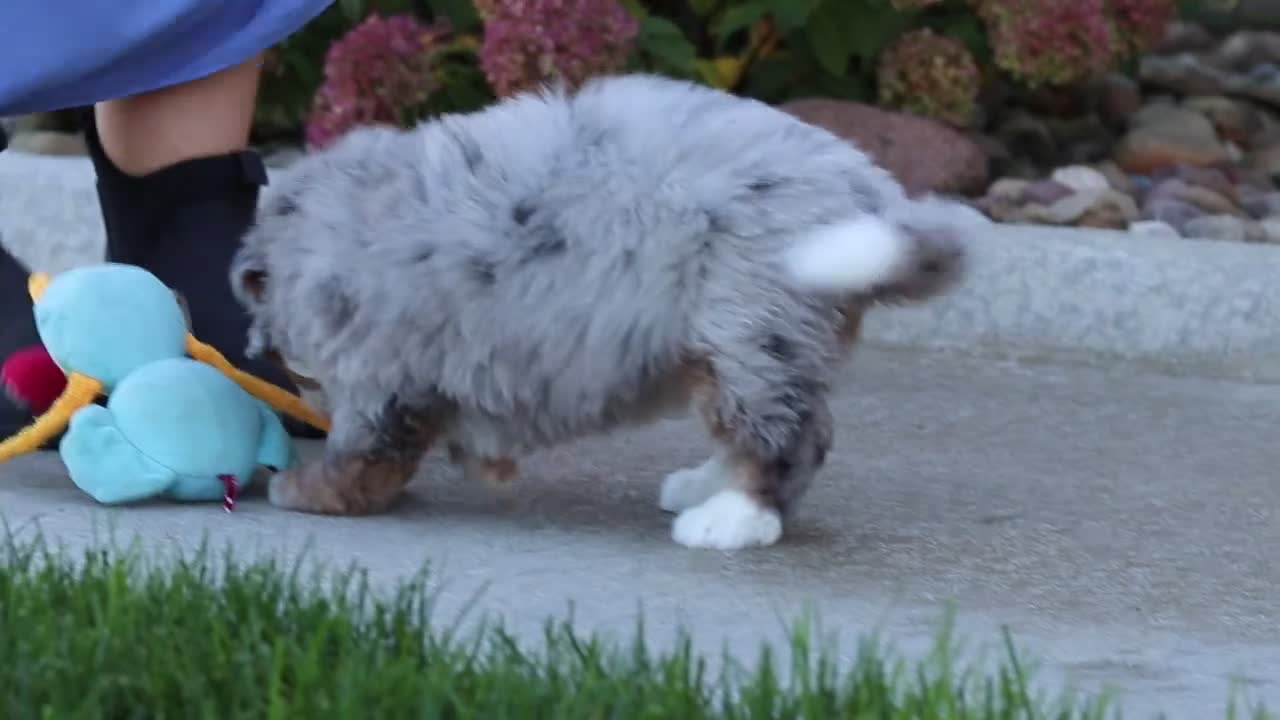 Mini Bernedoodle dogs for sale: Shadow - Video 3