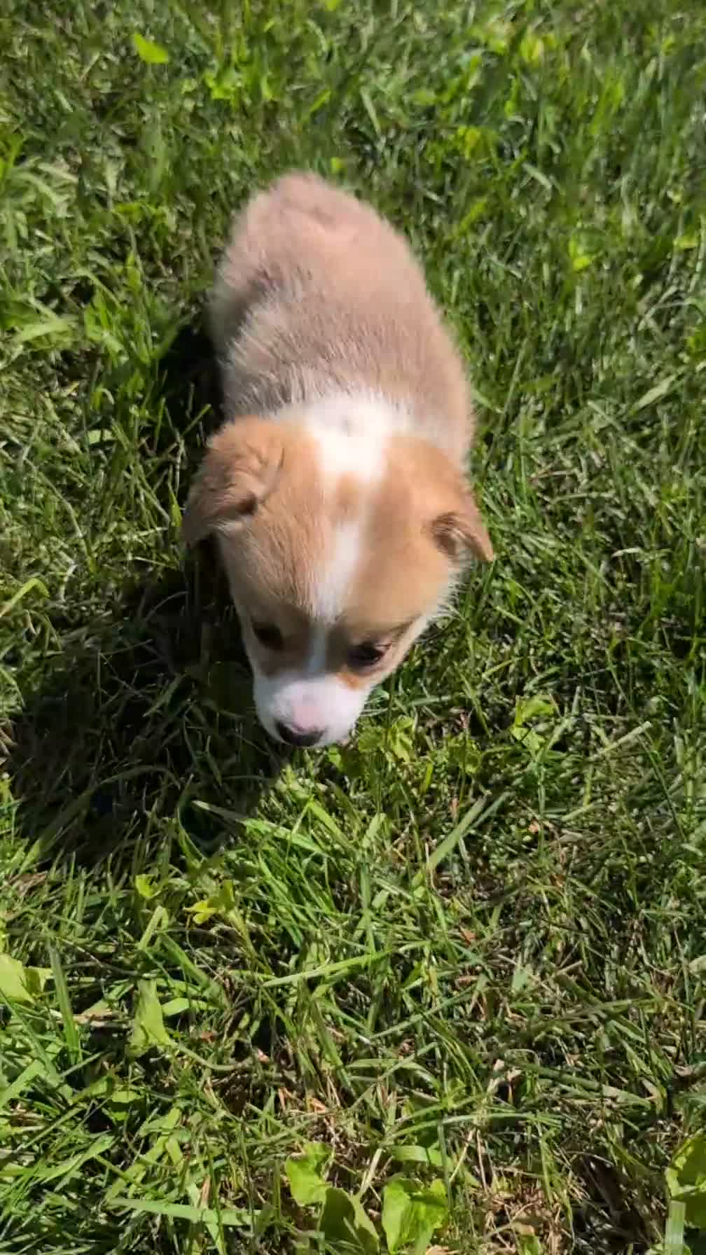 Welsh Corgi Pembroke dogs for sale: Nala - Video 1