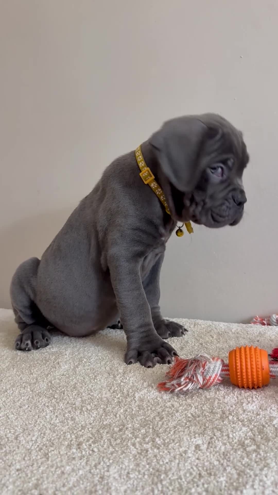 Cane Corso dogs for sale: Diamond  - Video 1