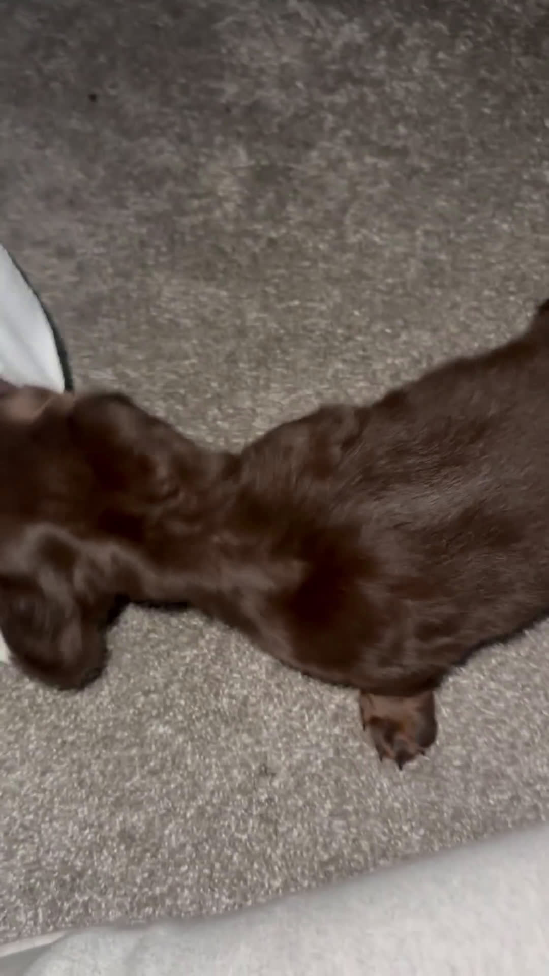 Miniature Dachshund dogs for sale: Roxy - Video 1