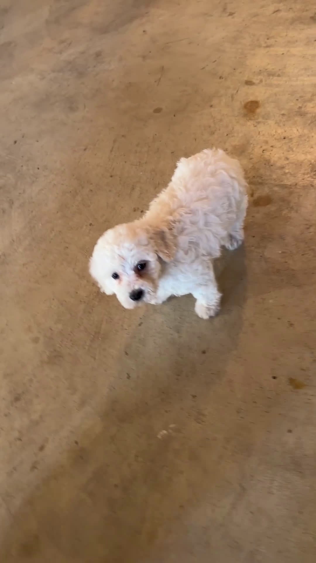 Bichon Frise dogs for sale: Annie - Video 2