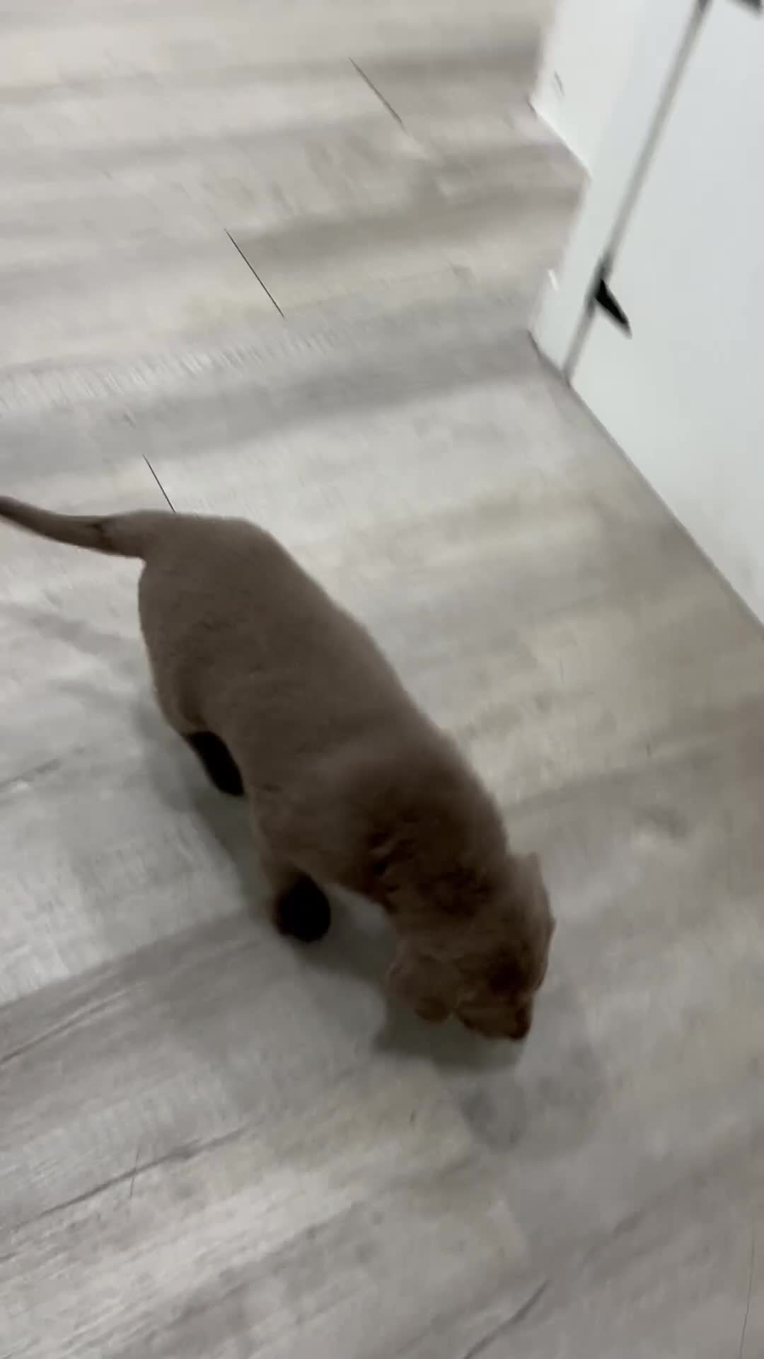 Labrador Retriever dogs for sale: Sage - Video 1