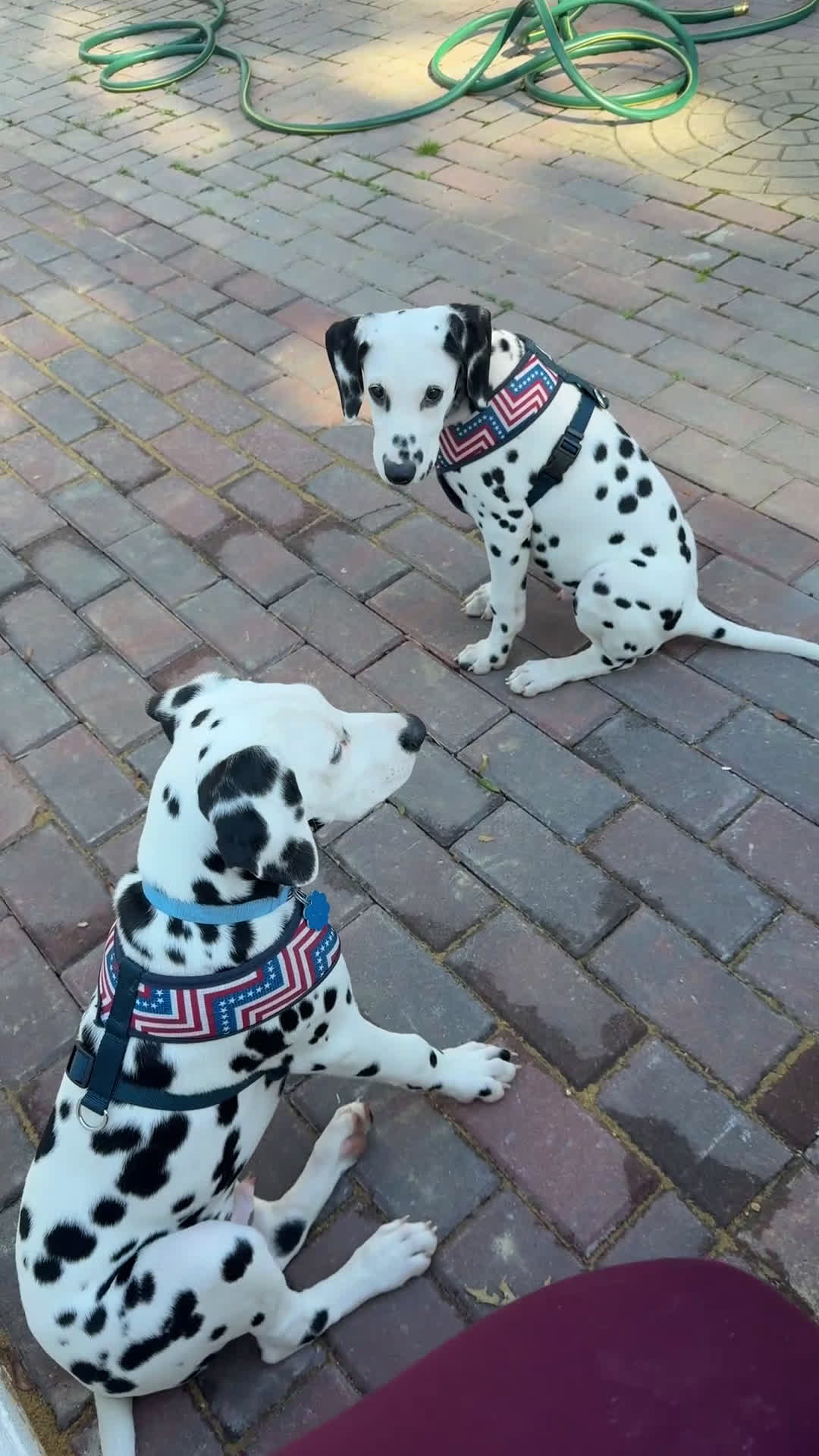 Dalmatian dogs for sale: Dalmatian Puppy 1 - Video 1