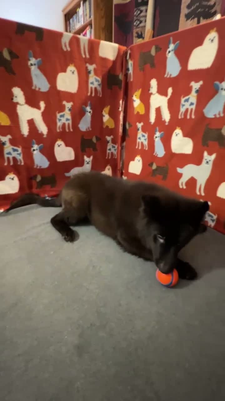German Shepherd dogs for sale: Cooper - Video 1