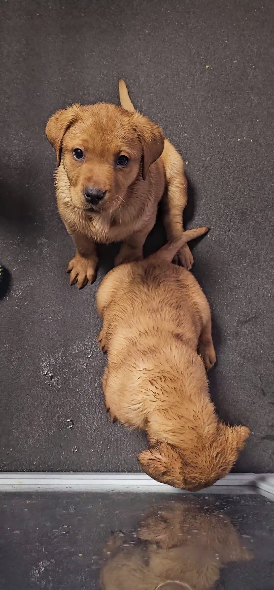 Labrador Retriever dogs for sale: Ashley - Video 1