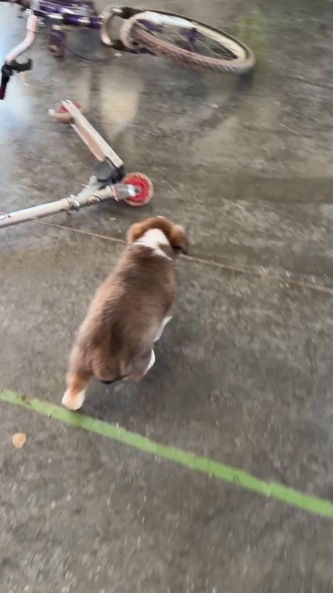 Mixed Breed dogs for sale: Max - Video 1