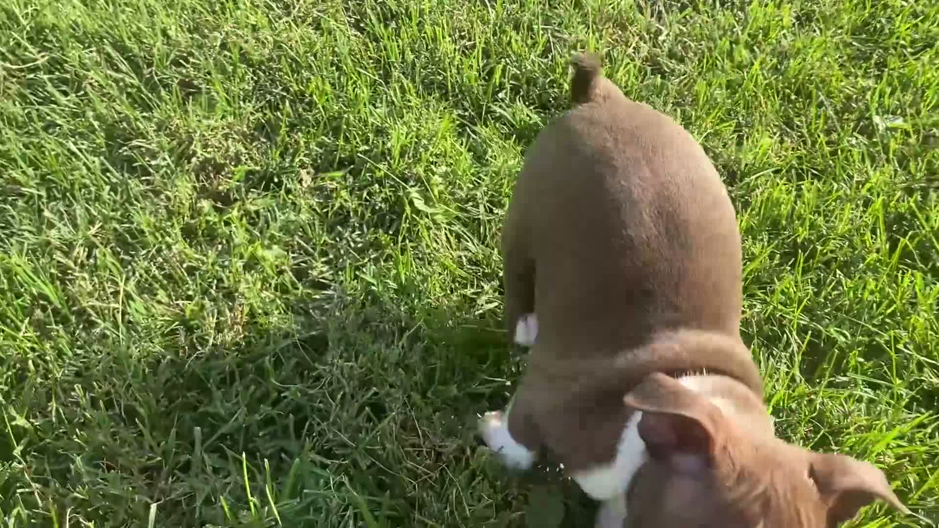 Boston Terrier dogs for sale: Lolly - Video 1