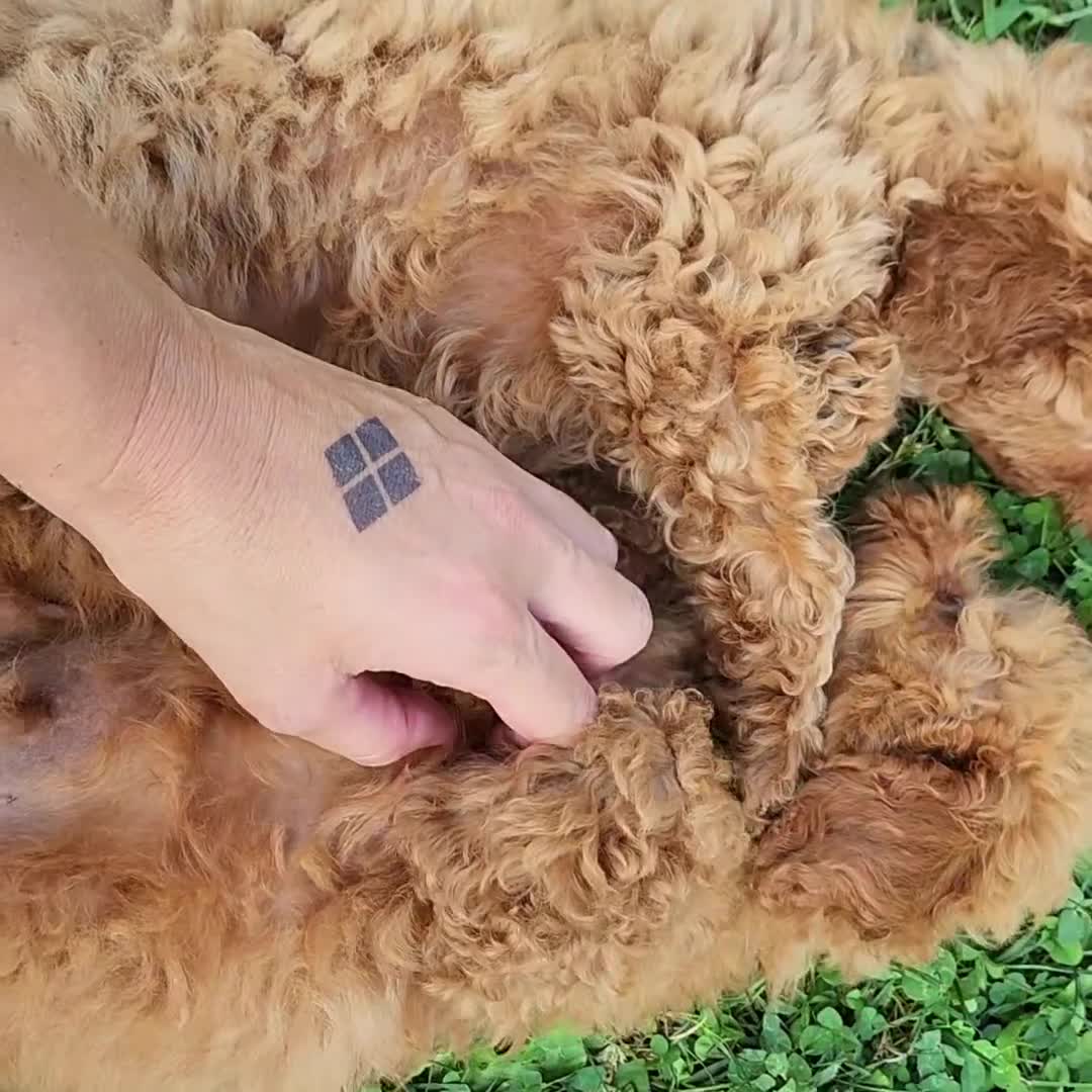 Mini Goldendoodle dogs for sale: Baxter green collar - Video 1