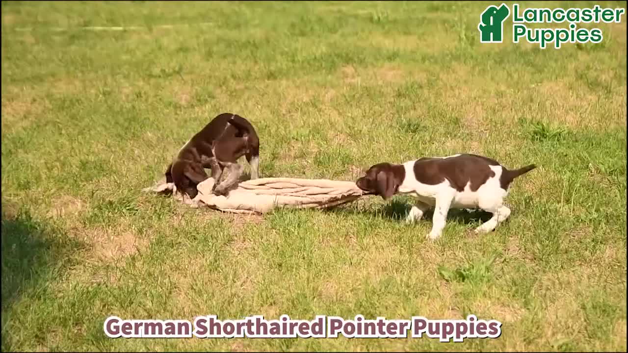 German Shorthaired Pointer dogs for sale: Cody - Video 1