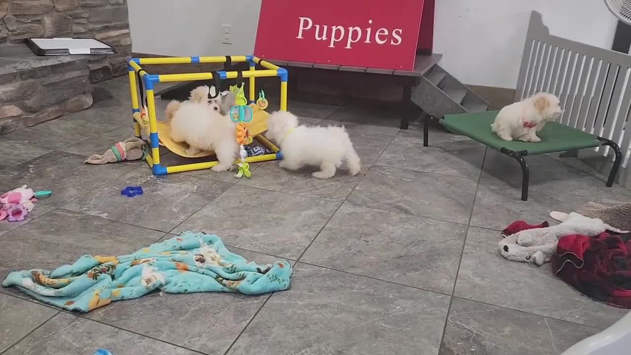 Havanese dogs for sale: FROSTING - Video 4