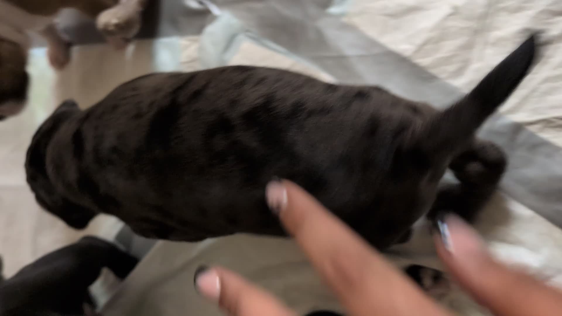 American Pit Bull Terrier dogs for sale: Midnight - Video 2