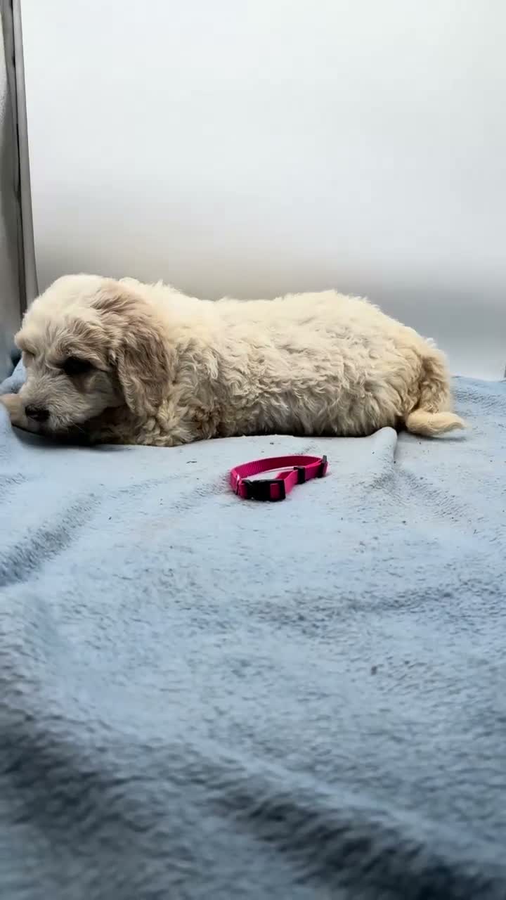 Mixed Breed dogs for sale: Hazel - Pink Collar Pyredoodle - Video 1