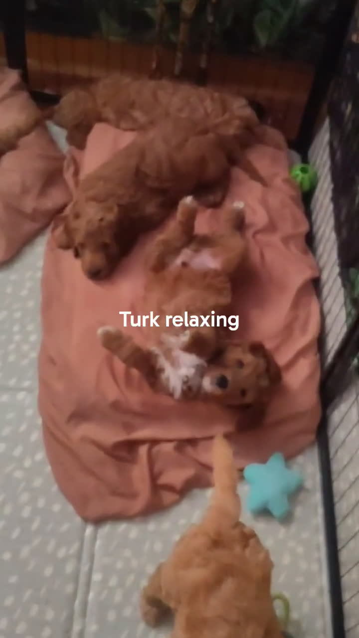 Goldendoodle dogs for sale: Turk  (Multi-gen🐕) - Video 1