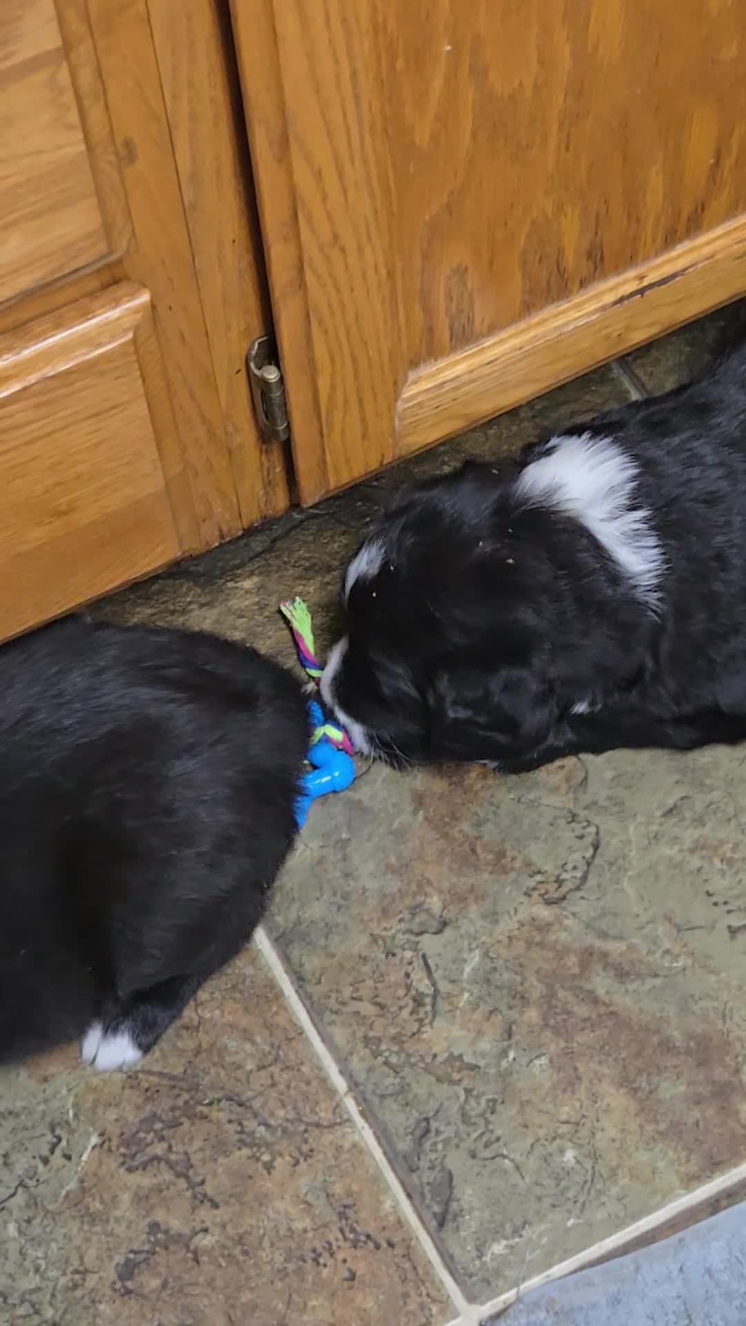 Mixed Breed dogs for sale: Scout - Video 1