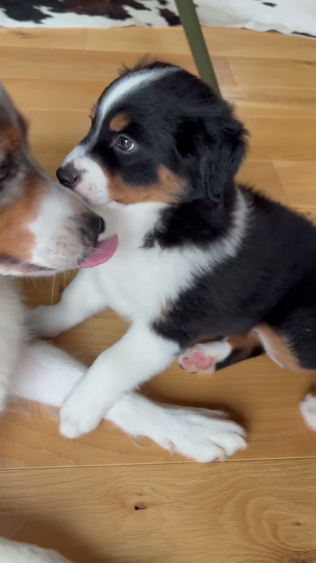 Australian Shepherd dogs for sale: Poppy - Video 1