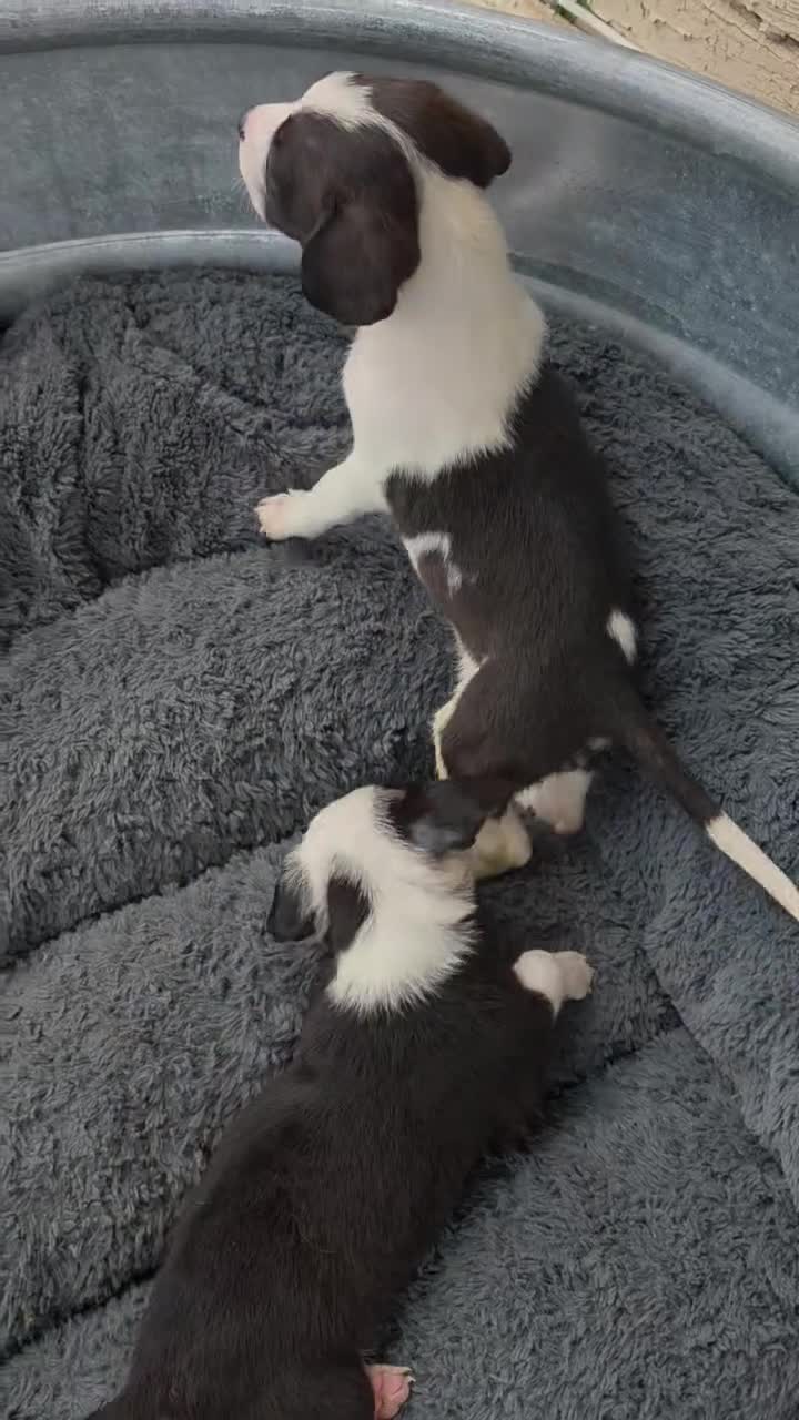 Chihuahua dogs for sale: Chihuahua toy Puppy 1 - Video 1