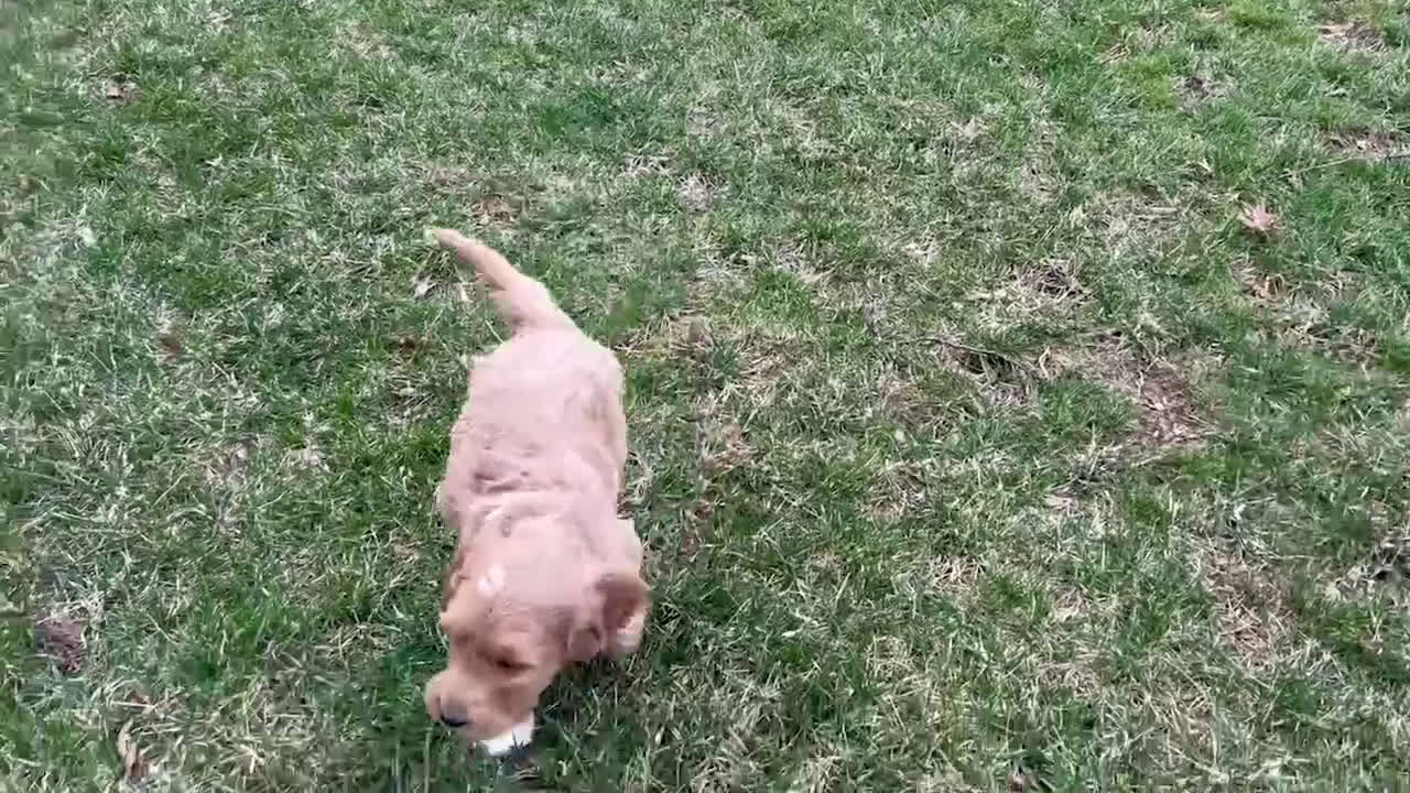 Goldendoodle dogs for sale: Grant - Video 1