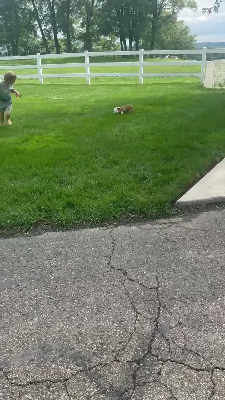 English Bulldog dogs for sale: Lucy - Video 1