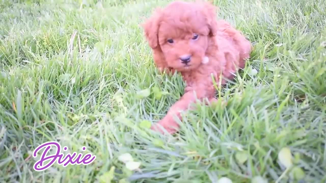 Miniature Poodle dogs for sale: Dixie 💕🐶 - Video 1