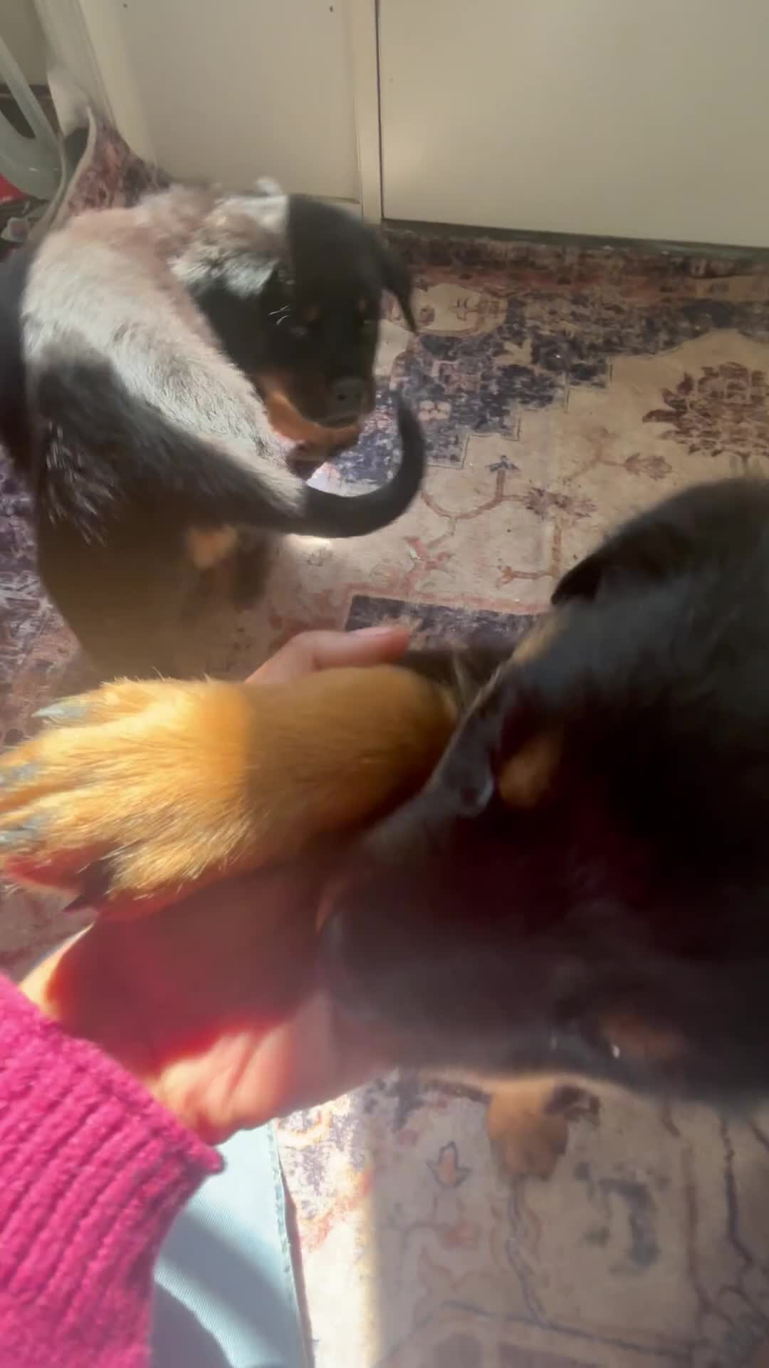 Rottweiler dogs for sale: Orange  - Video 1