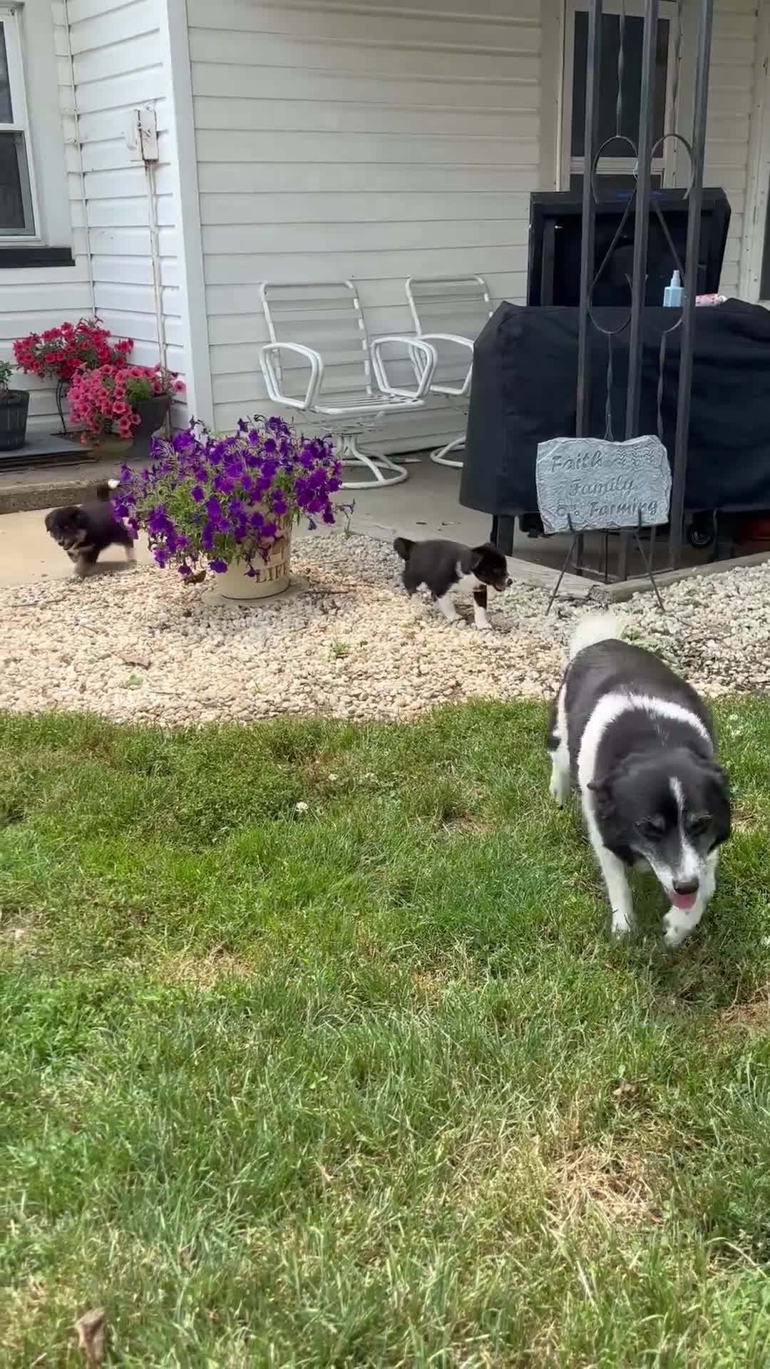 Mixed Breed dogs for sale: Missy - Video 3