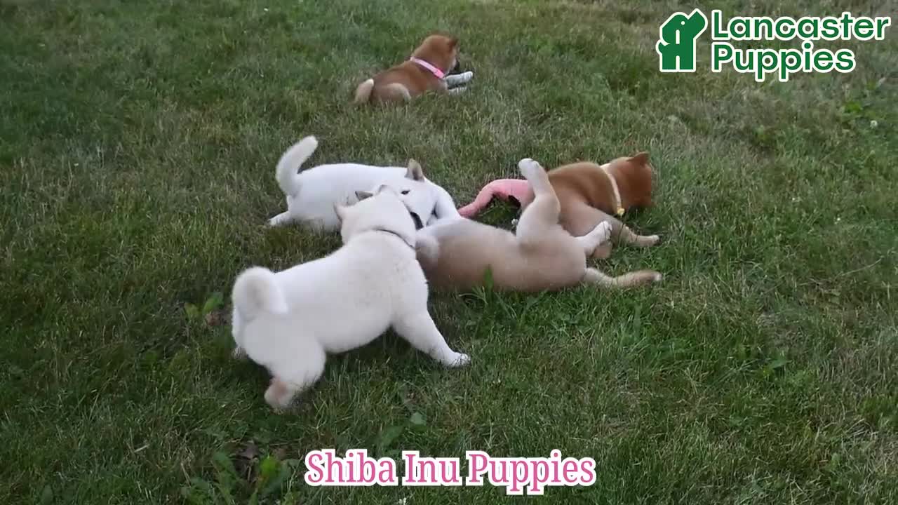 Shiba Inu dogs for sale: Max - Video 1