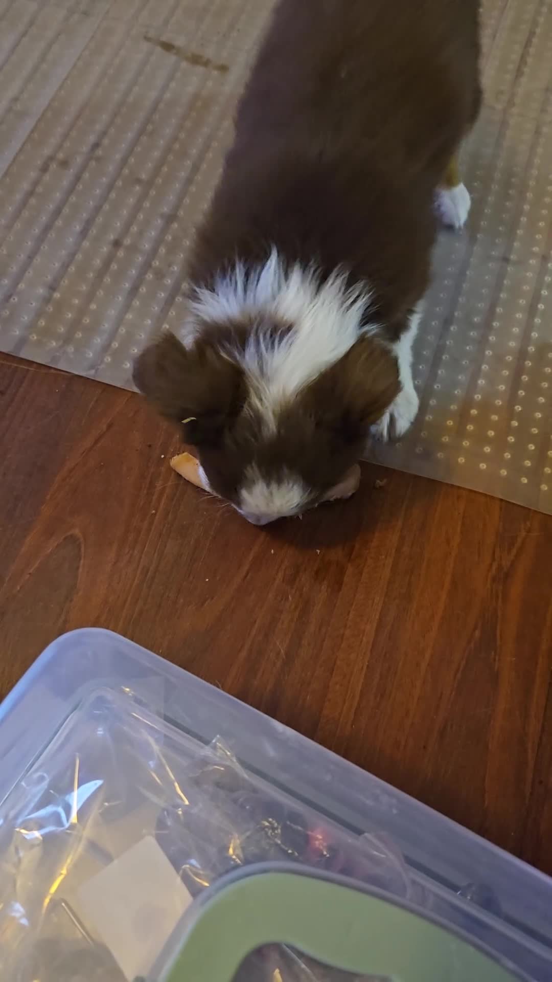 Australian Shepherd dogs for sale: Midget - Video 1