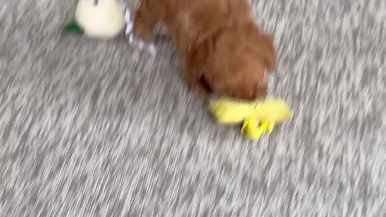 Toy Poodle dogs for sale: Viggo - Video 1