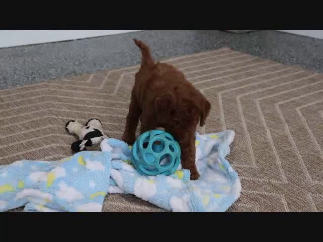 Mini Goldendoodle dogs for sale: Daffodil - Video 1
