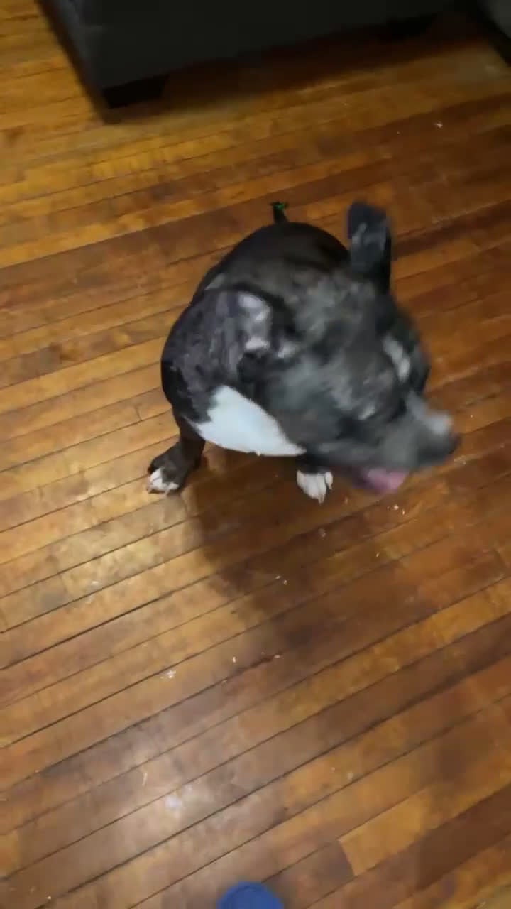 American Bully dogs for stud: Pocket Bully Ace - Video 2