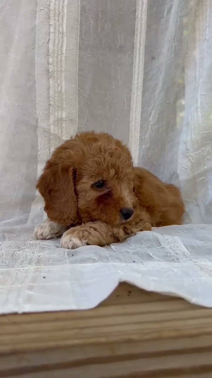 Mini Goldendoodle dogs for sale: Mini Goldendoodle 4 - Video 1