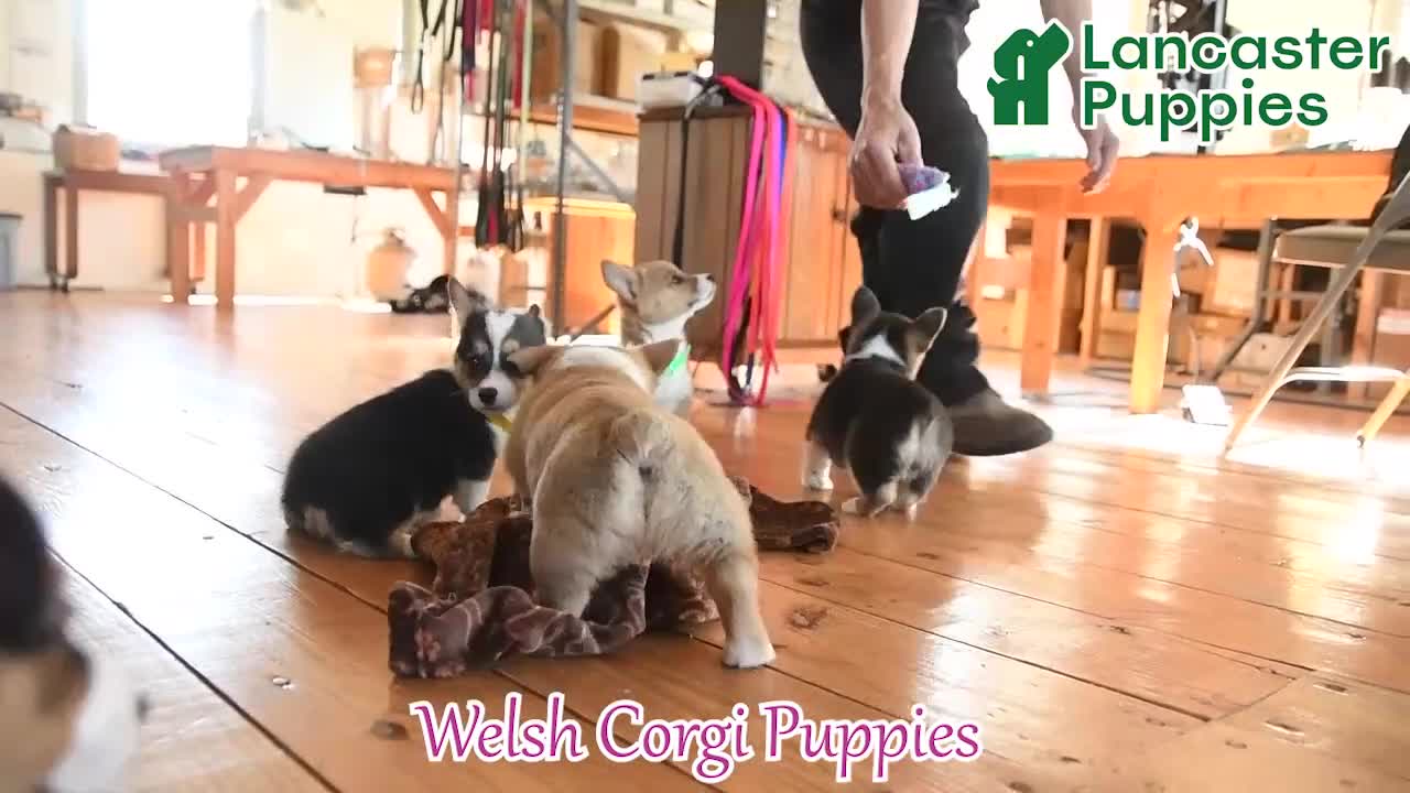 Welsh Corgi Pembroke dogs for sale: Kamala - Video 1