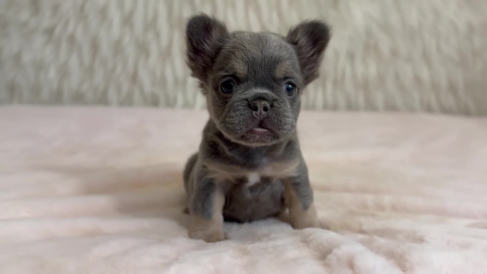 French Bulldog dogs for sale: French Bulldog Puppy 2 - Video 1