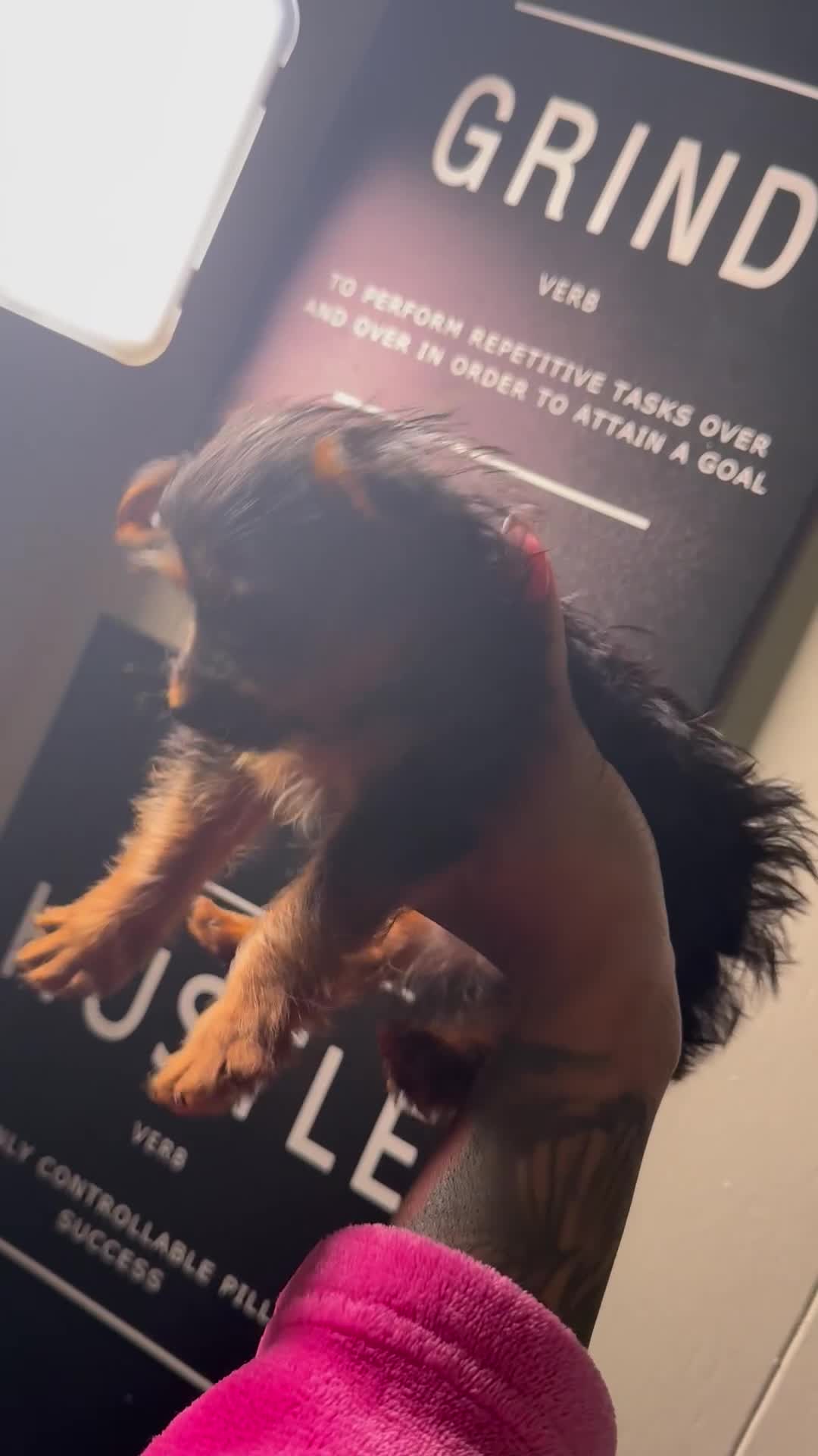 Yorkshire Terrier dogs for sale: Yorkshire Terrier 1 - Video 1