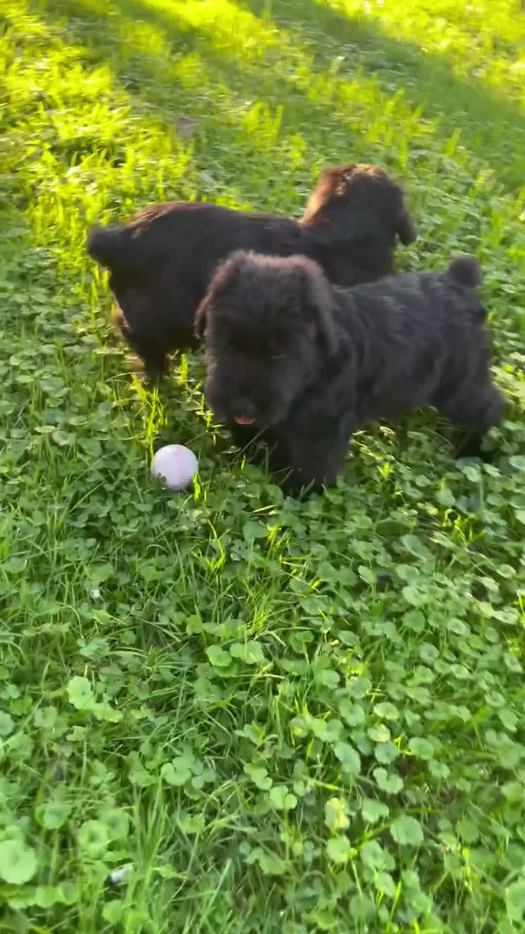 Giant Schnauzer dogs for sale: Olivia - Video 2