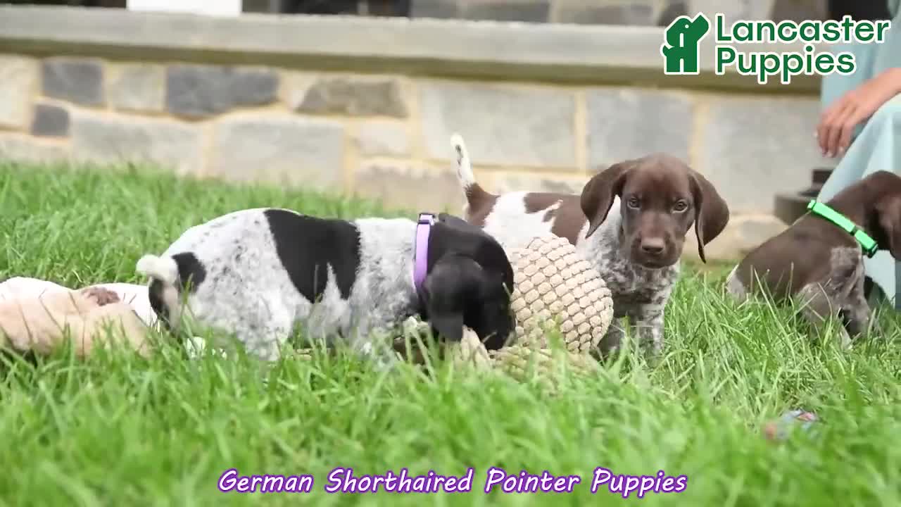 German Shorthaired Pointer dogs for sale: Rocket - Video 1