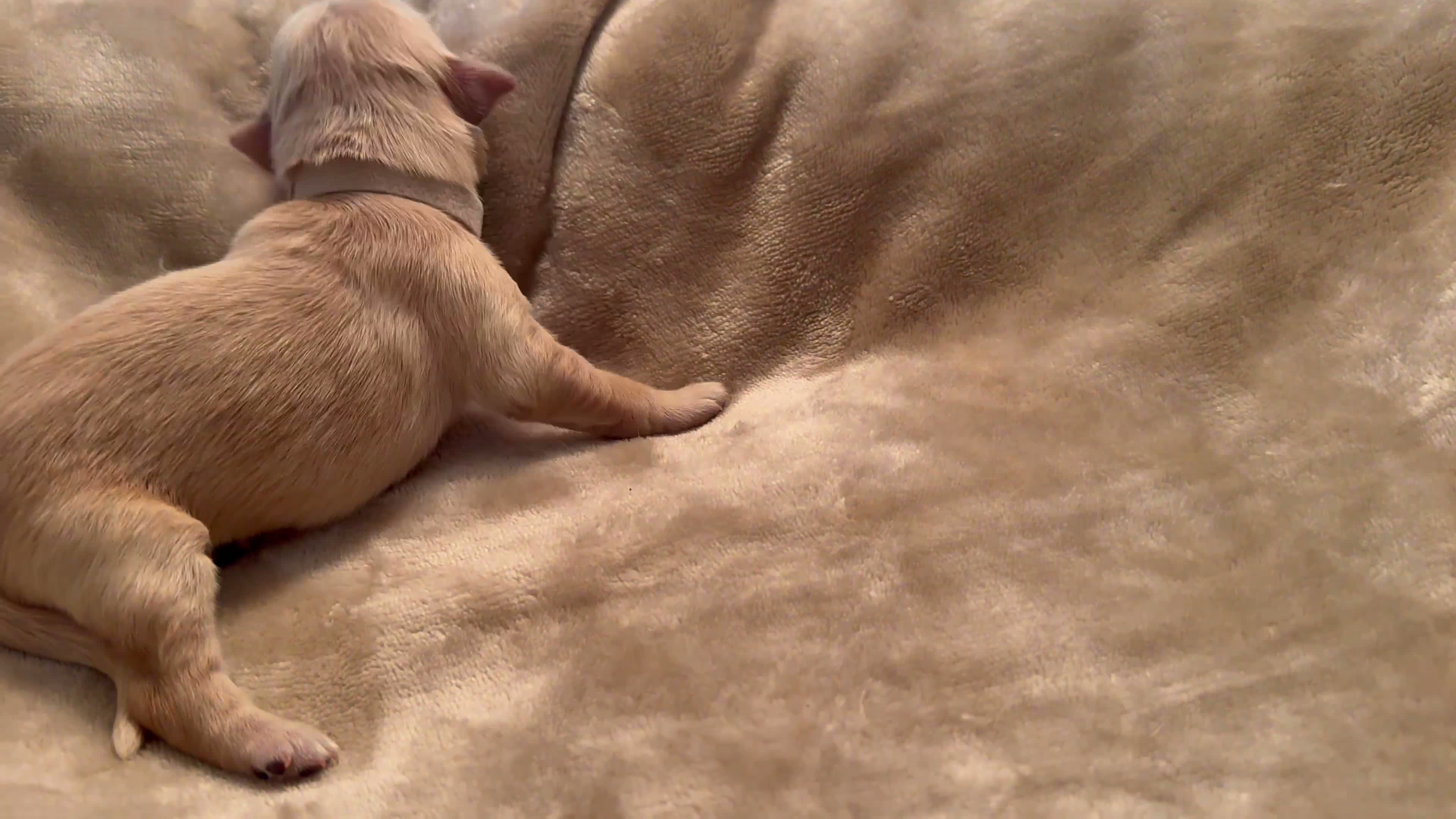 Golden Retriever dogs for sale: Golden Retriever 10 - Video 1