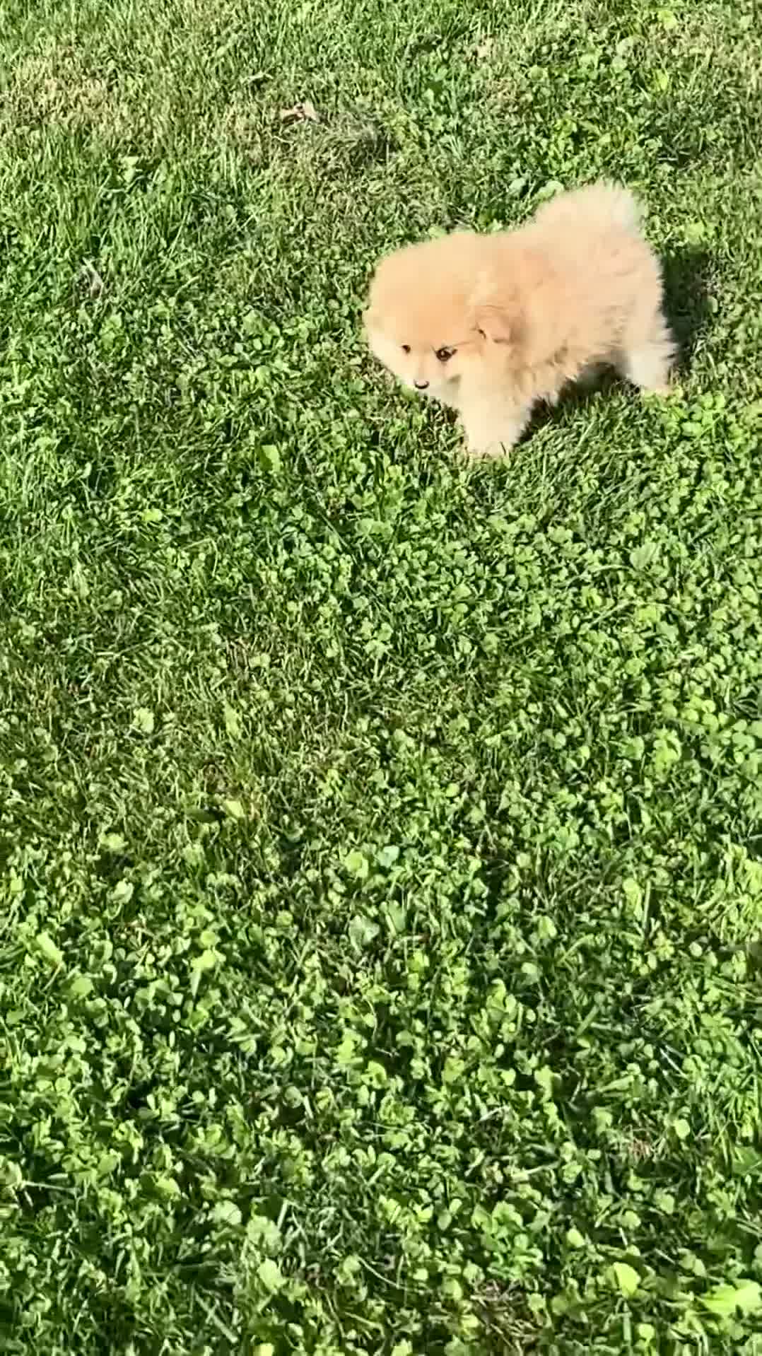 Pomeranian dogs for sale: Pomeranian 3 - Video 1