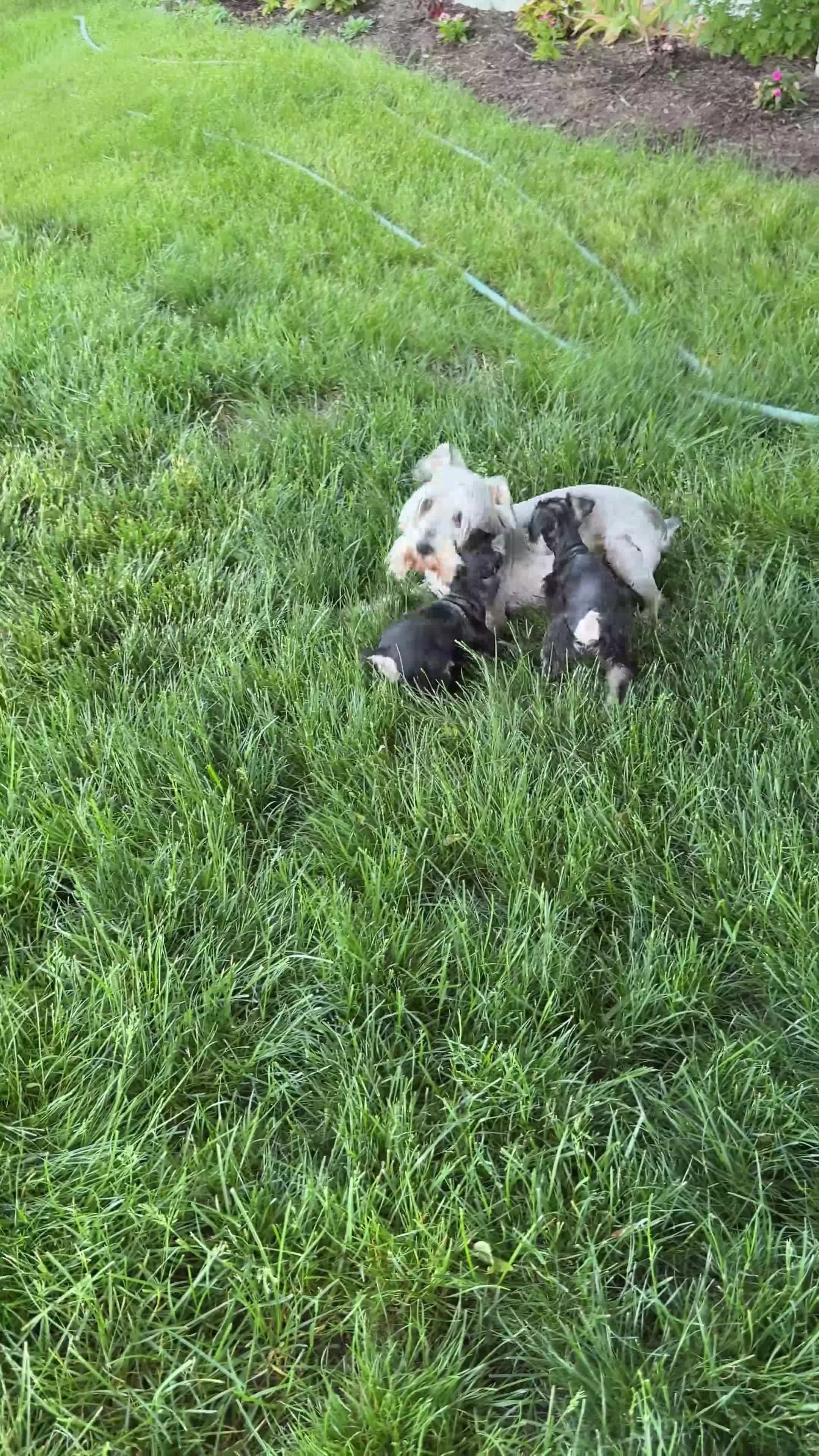 Miniature Schnauzer dogs for sale: Tereesa - Video 1