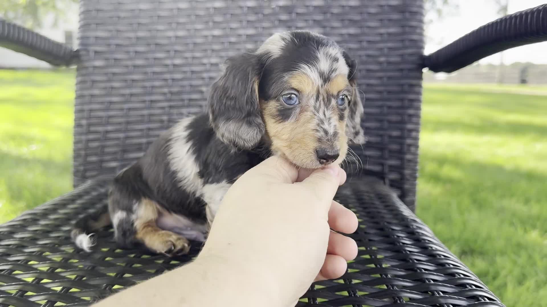Dachshund dogs for sale: Dominic - Video 1