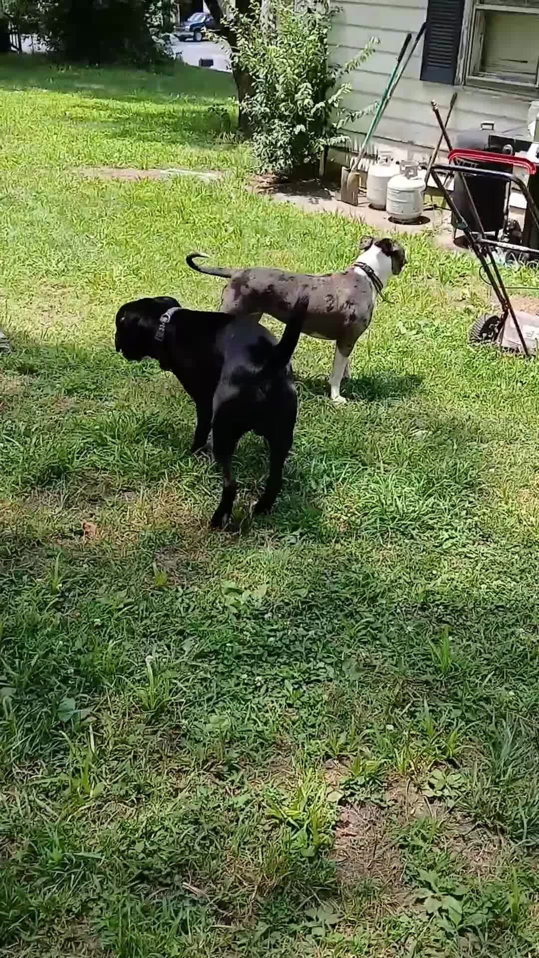 American Pit Bull Terrier dogs for sale: American Pit Bull Terrier 3 Male - Video 2
