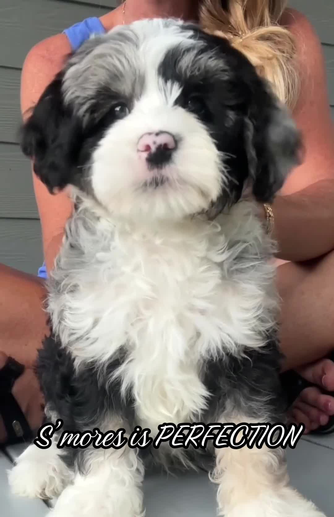 Mini Bernedoodle dogs for sale: 🔥 🏕️ 🍫 S’MORES 🍫 🏕️ 🔥  - Video 1