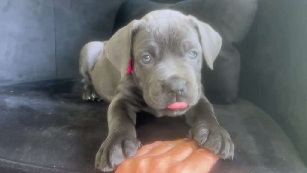 Cane Corso dogs for sale: Cane Corso Puppy 6 - Video 1