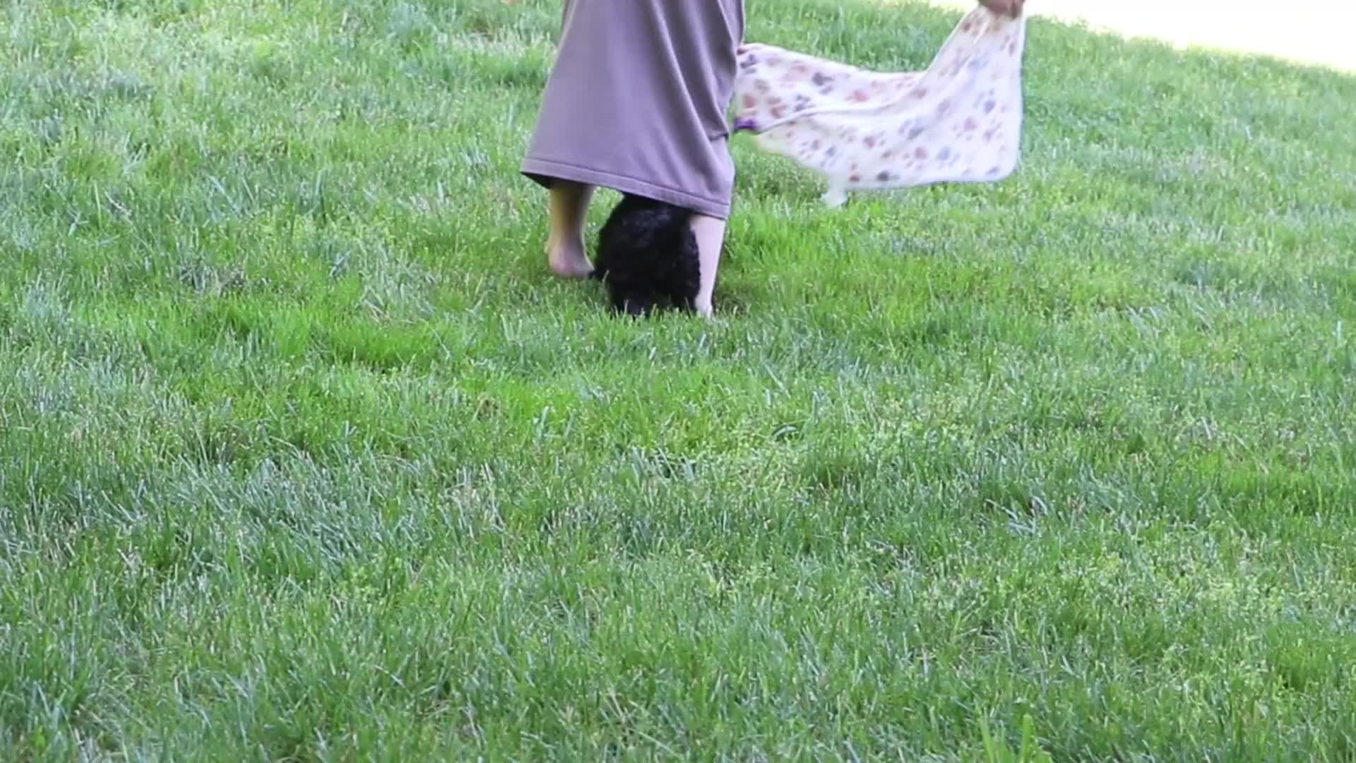 Cavapoo dogs for sale: Sadie - Video 1