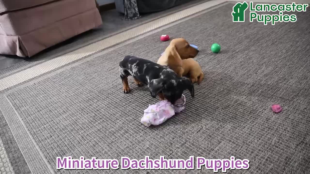 Miniature Dachshund dogs for sale: Percy - Video 1