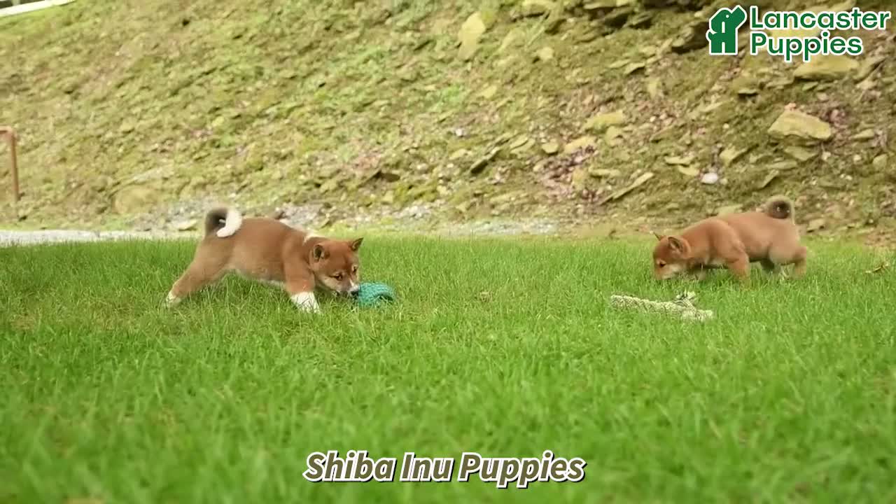 Shiba Inu dogs for sale: Ivy - Video 1