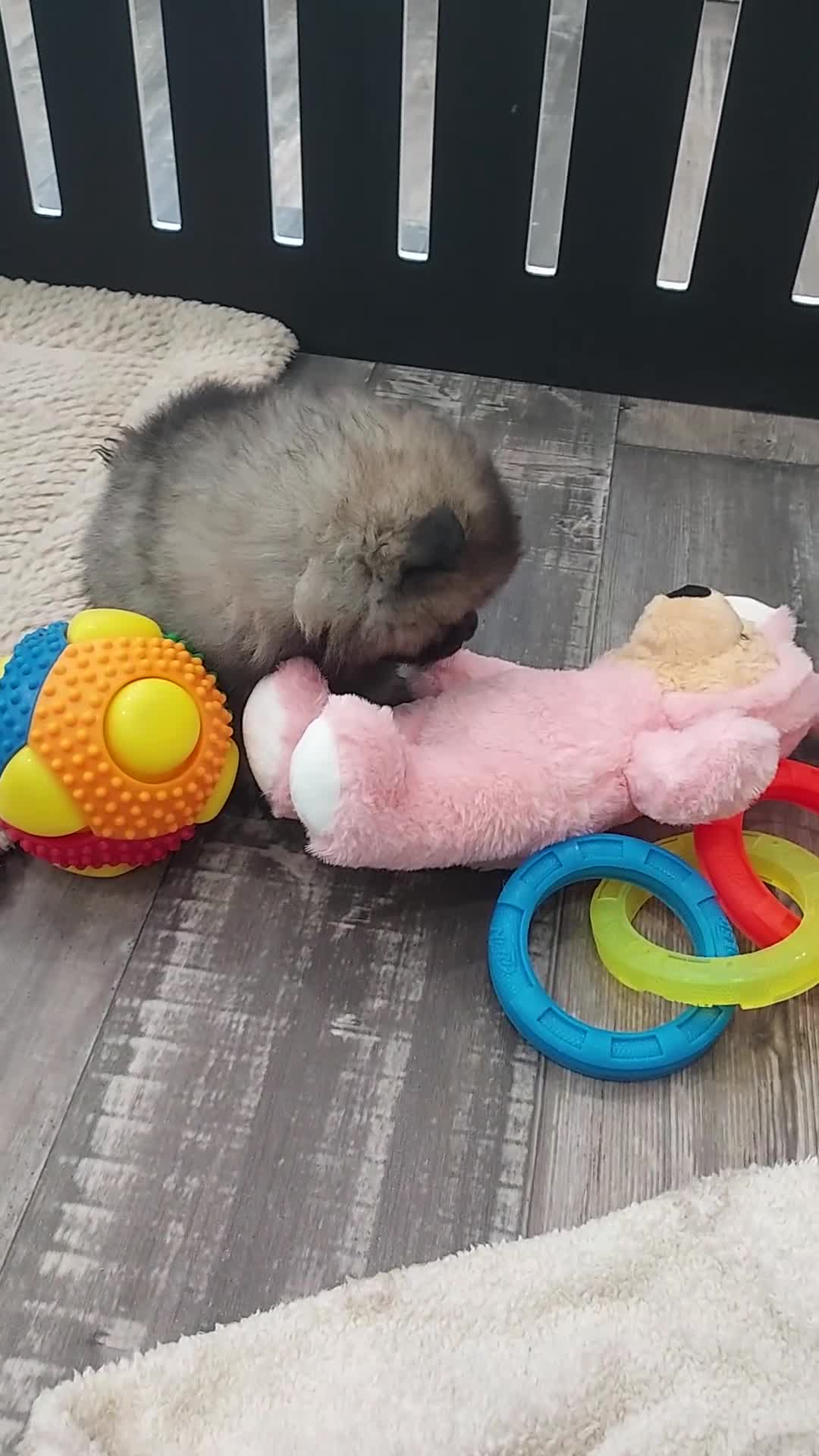 Keeshond dogs for sale: Allen - Video 1