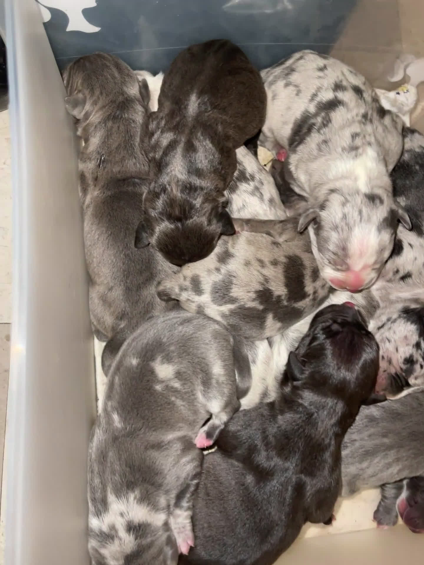 American Bully dogs for sale: American Bully Puppy 1 - Video 1