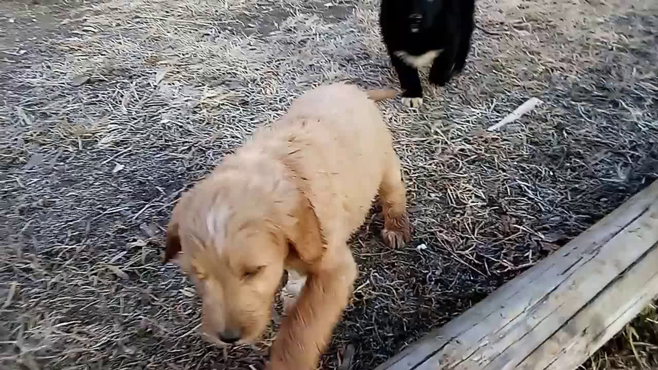 Mixed Breed dogs for sale: Blackie  - Video 6